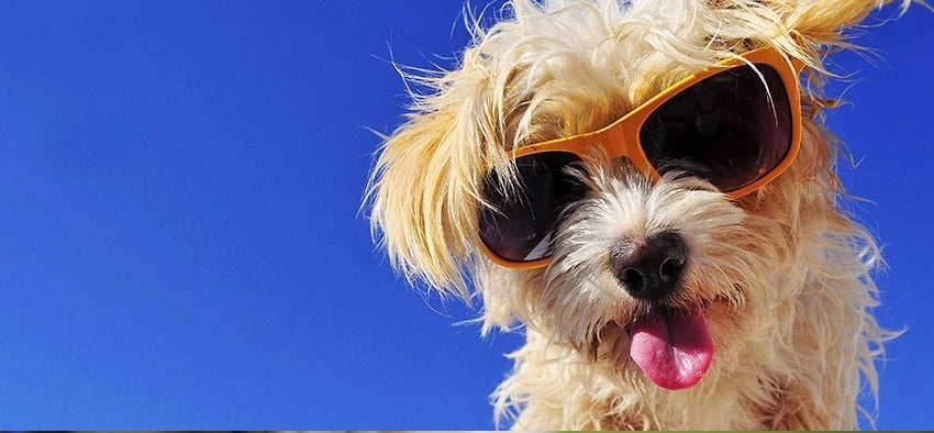 Best 9 Hot Weather Tips – Prepare Your Pet For Summer