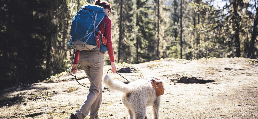 Go Hike, It's Summer ! - 9 Tips For Hiking With Your Dog