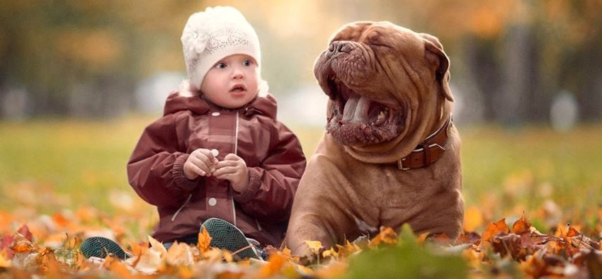 Top 10 Easy Tips To Train Your Dog To Safely Play With Kids
