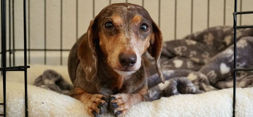 Crate Training - 10 Tips To Help Your New Dog Love It !