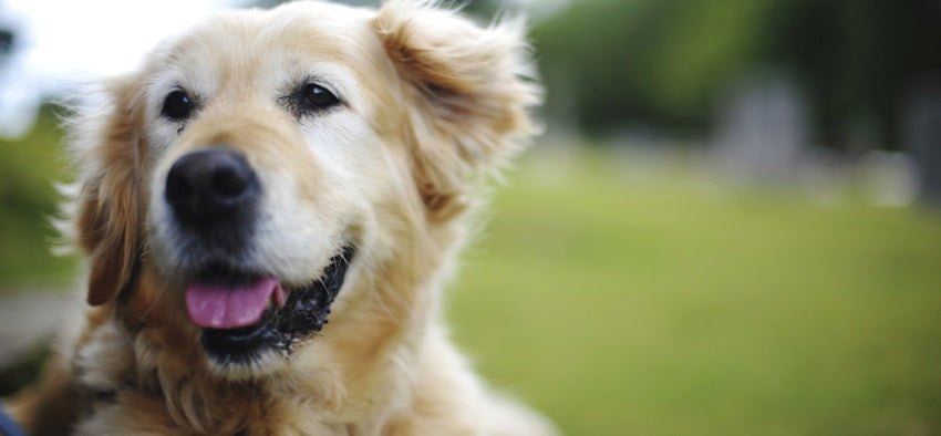 Top 10 Dog Care Tips - How To Make Your Dog Healthier ?