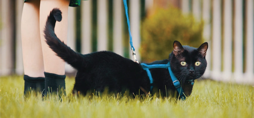 Time to Walk the Cat ! - Teaching Your Cat to Walk on a Leash